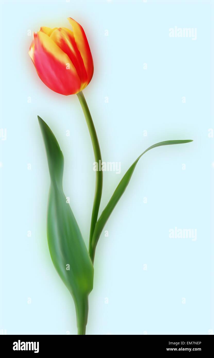 Tulips bouquet in glass Stock Vector Images - Alamy
