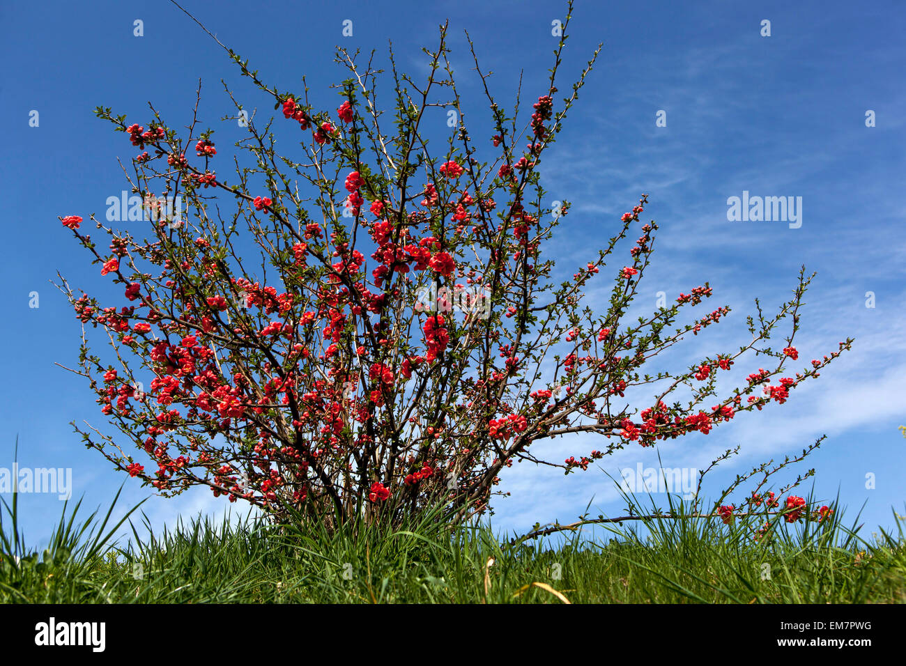Spring Japanese quince flowers Red Chaenomeles japonica Spring flowering shrub in the garden against blue sky Spring Garden Meadow Flowering Quince Stock Photo