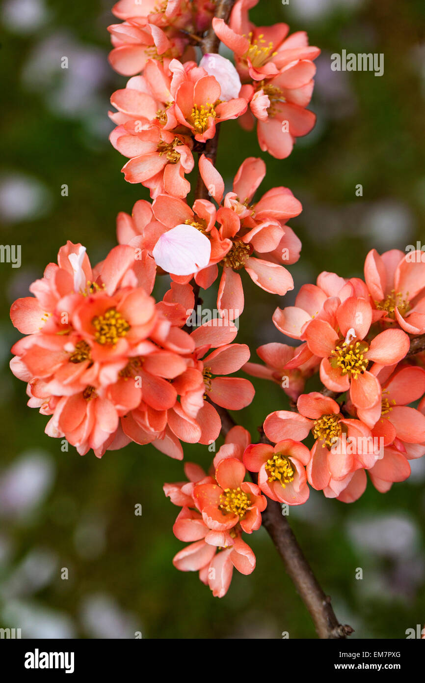 Japanese quince flower Chaenomeles x superba 'Coral Sea' pink flowers Stock Photo