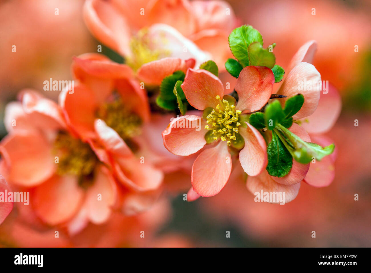 Flowering quince Chaenomeles superba 'Coral Sea' in a garden Stock Photo