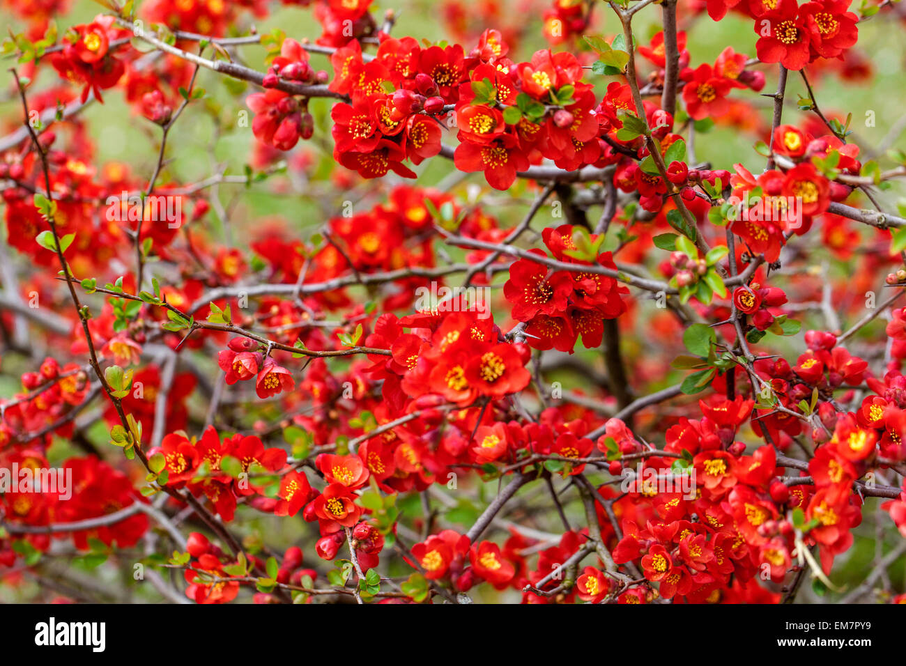Spring flowering shrub Red Chaenomeles x superba 'Nicoline' Japanese Quince flowers Chaenomeles 'Nicoline' blossoms on branches Stock Photo