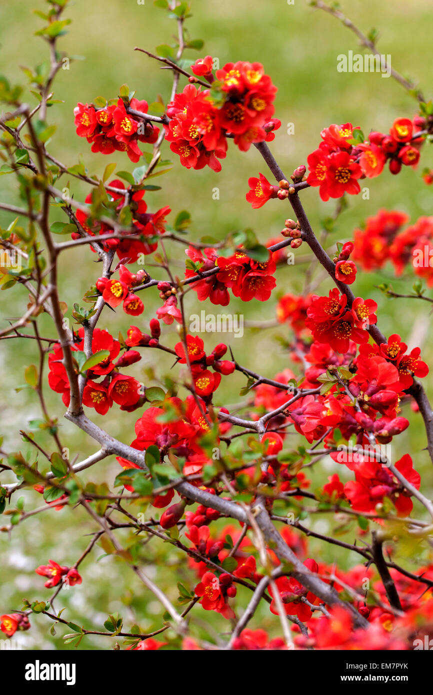 Chaenomeles superba Nicoline Red flowers flowering shrubs Quince blossom Chaenomeles × superba shrub Stock Photo