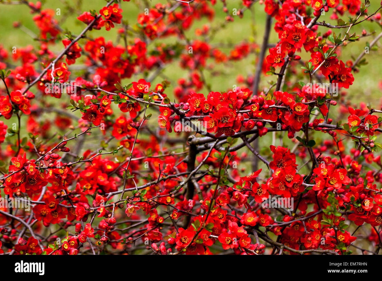 Chaenomeles superba 'Nicoline' Quince flowers blossom flowering shrubs Chaenomeles × superba Stock Photo