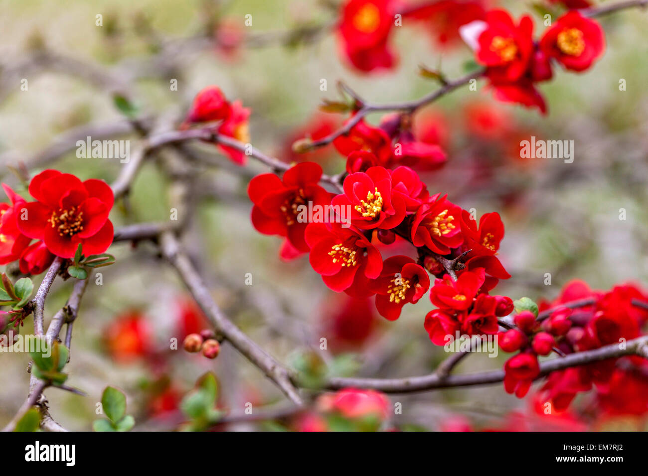 Chaenomeles speciosa Simonii Japanese quince blossom Red flowering shrubs Stock Photo
