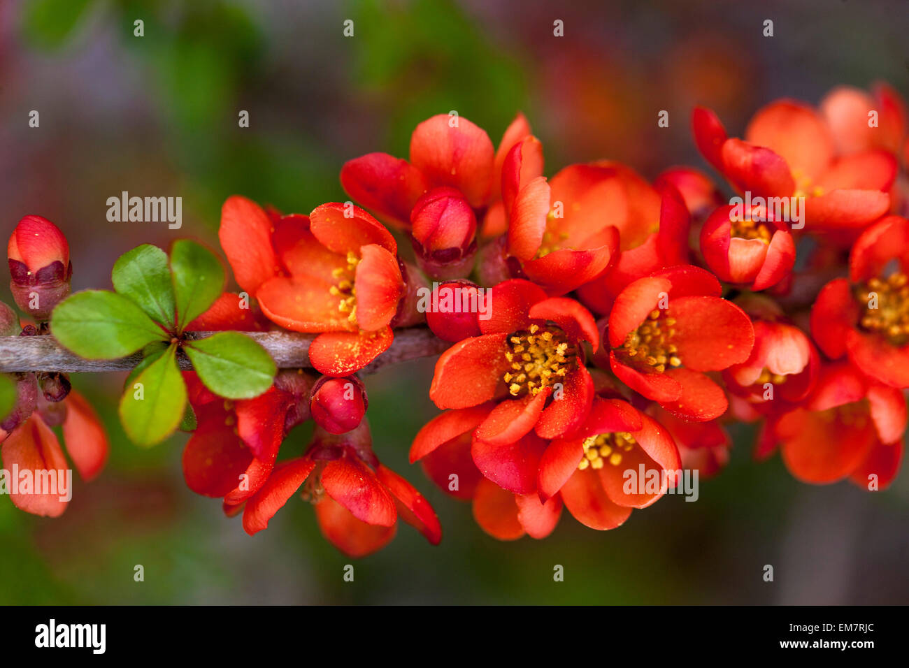 Flowering quince blossom flower Chaenomeles japonica Sargentii on a branch Stock Photo