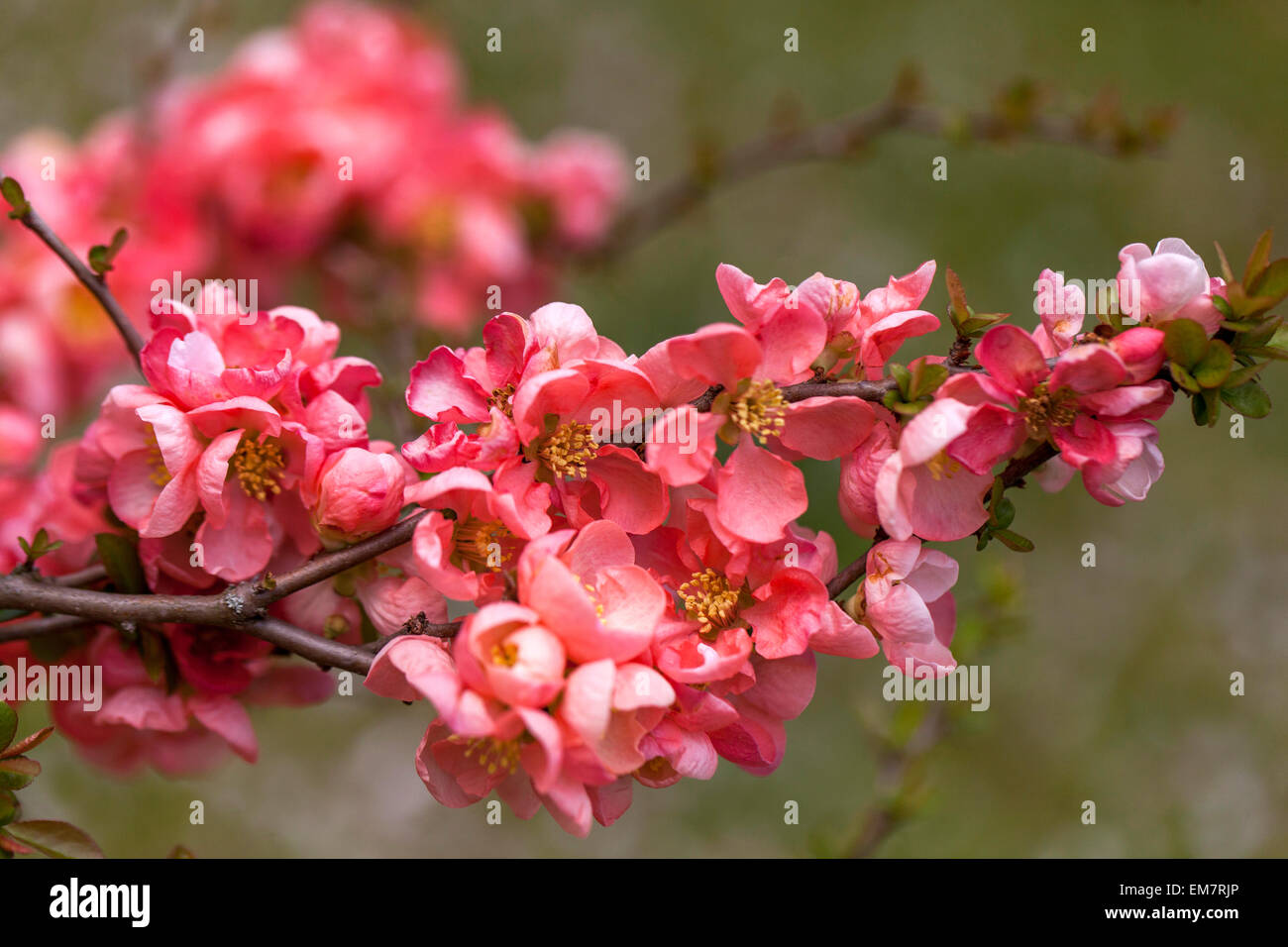 Flowering quince Chaenomeles Salmon Horizon in a garden Stock Photo Alamy