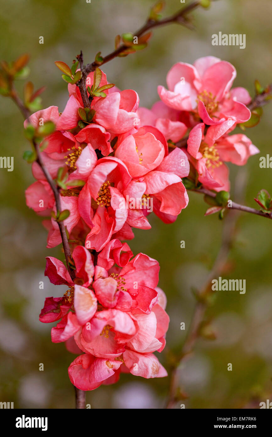 Flowering quince Chaenomeles Salmon Horizonin a garden Stock Photo Alamy