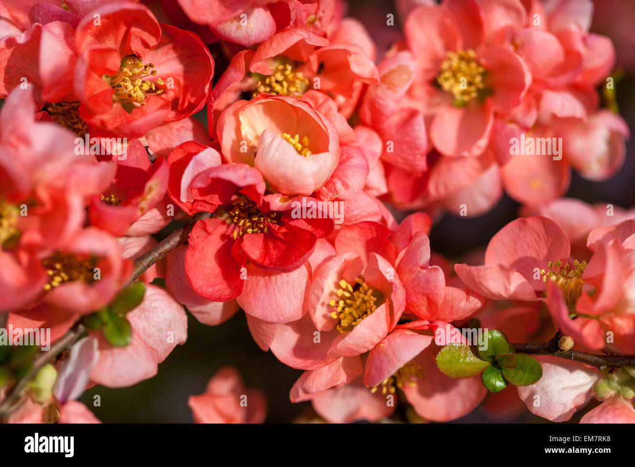 Chaenomeles Salmon Horizon Quince flowers Spring season beauty Stock Photo