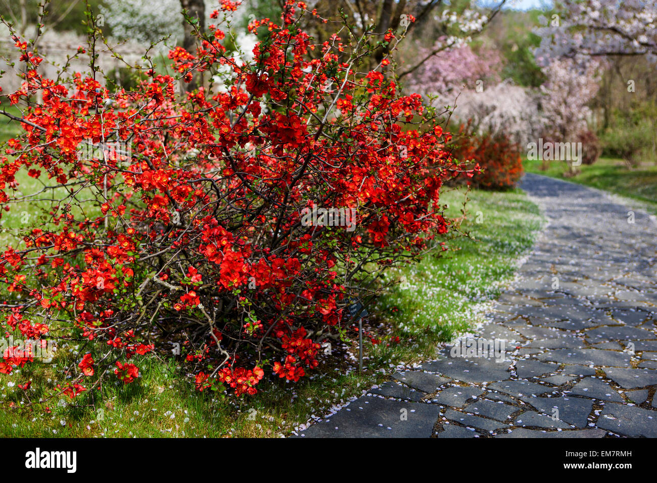 Blooming japanese quince Chaenomeles japonica at a garden path under Cherry tree flowering falling blossoms garden scene in Spring Scenery Red Shrubs Stock Photo