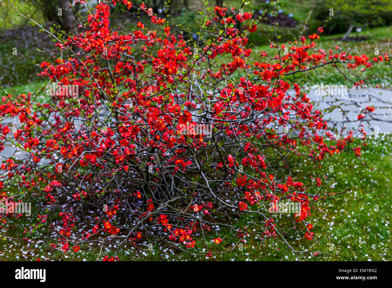Flowering Japanese quince Chaenomeles japonica blossoms on a shrub in early spring growing by the garden path Stock Photo