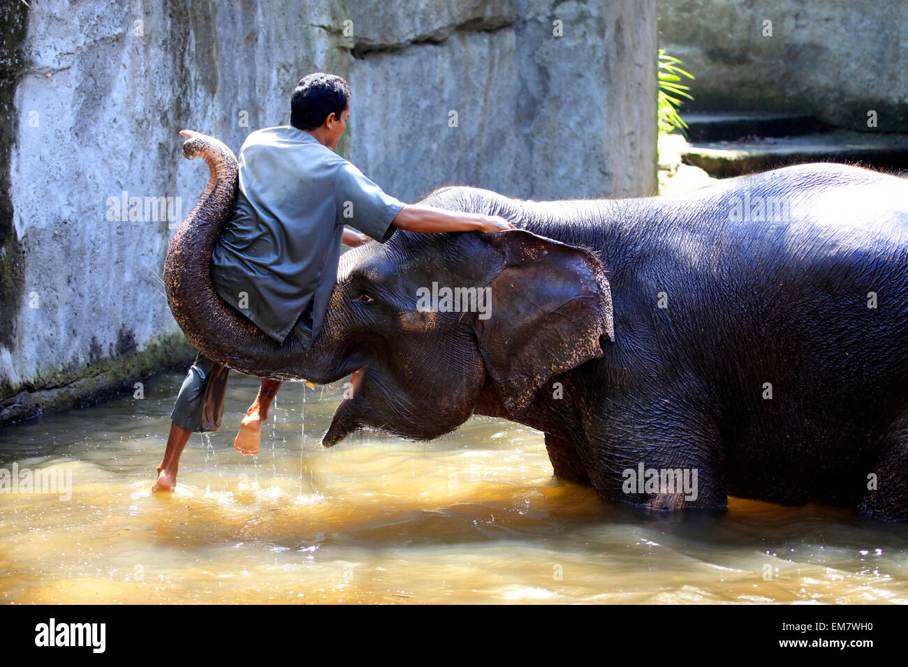 Bali, Indonesia - Jule 04, 2010:keeper elephant wash your pet. Safari park in Bali Stock Photo