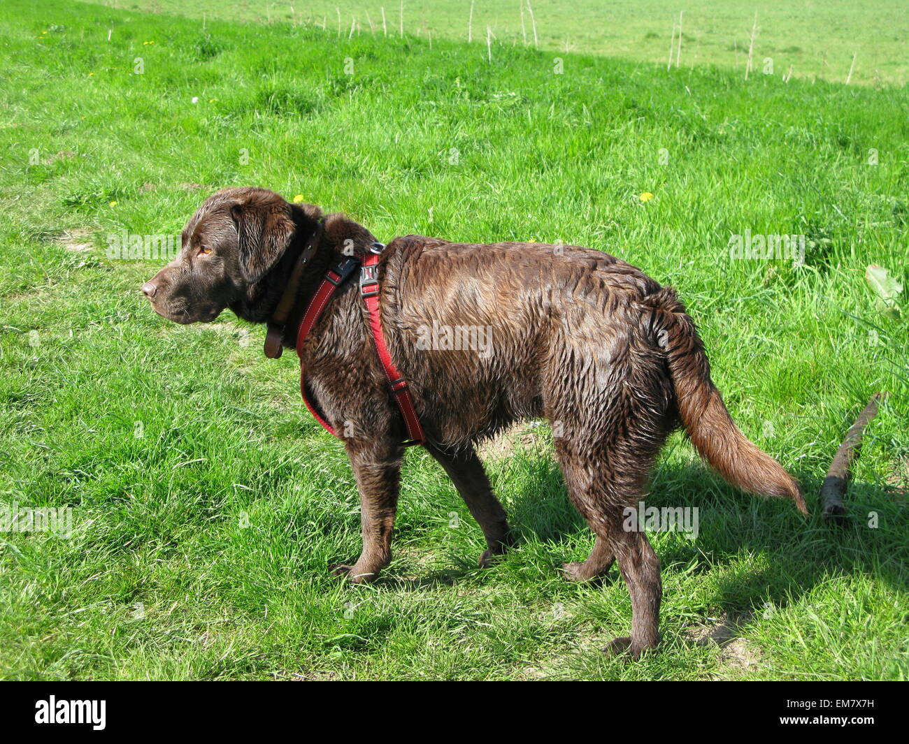 Wet Chocolate Labrador after a swim Stock Photo Alamy