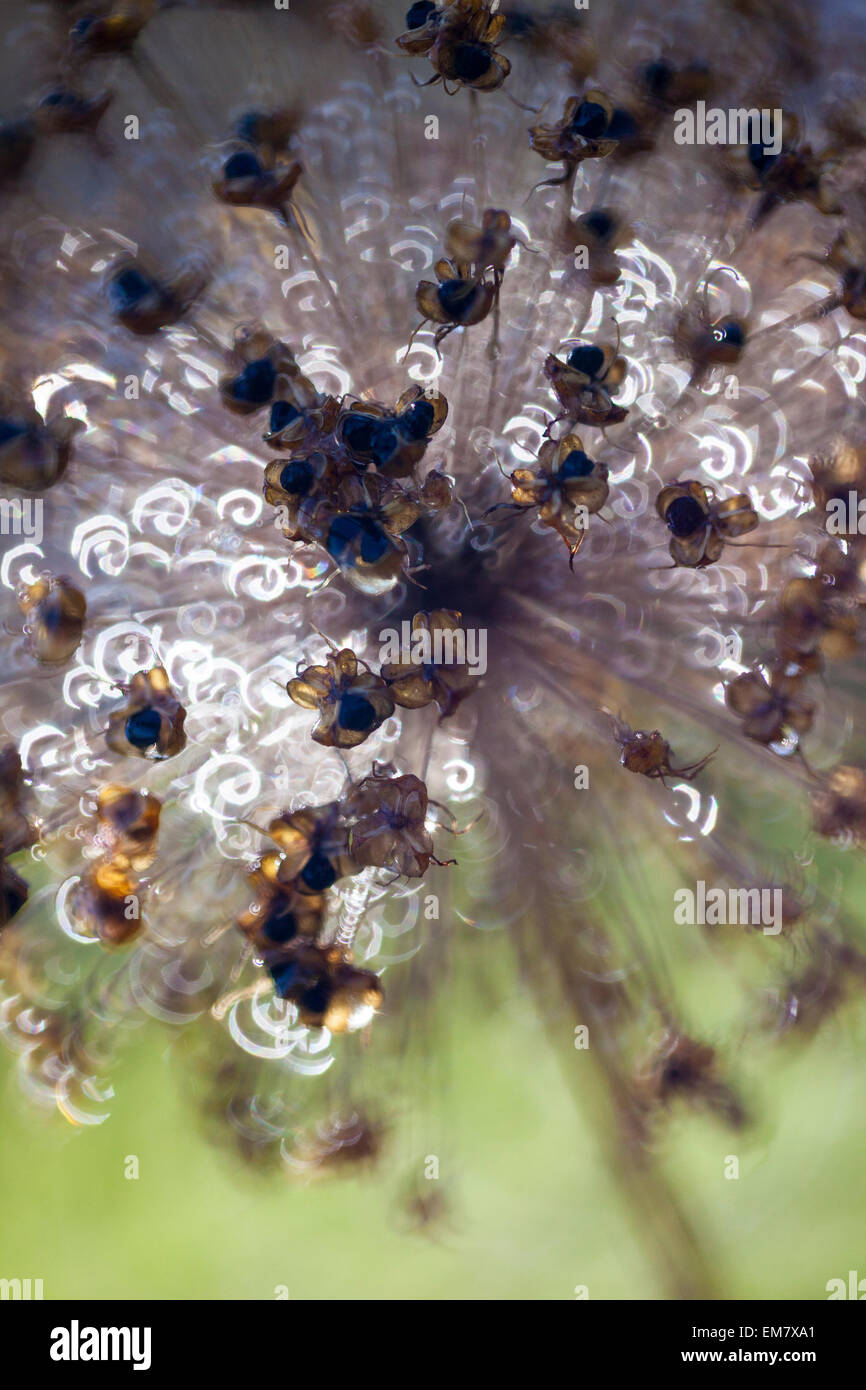 Close up of Allium seed head with spiral bokeh Stock Photo