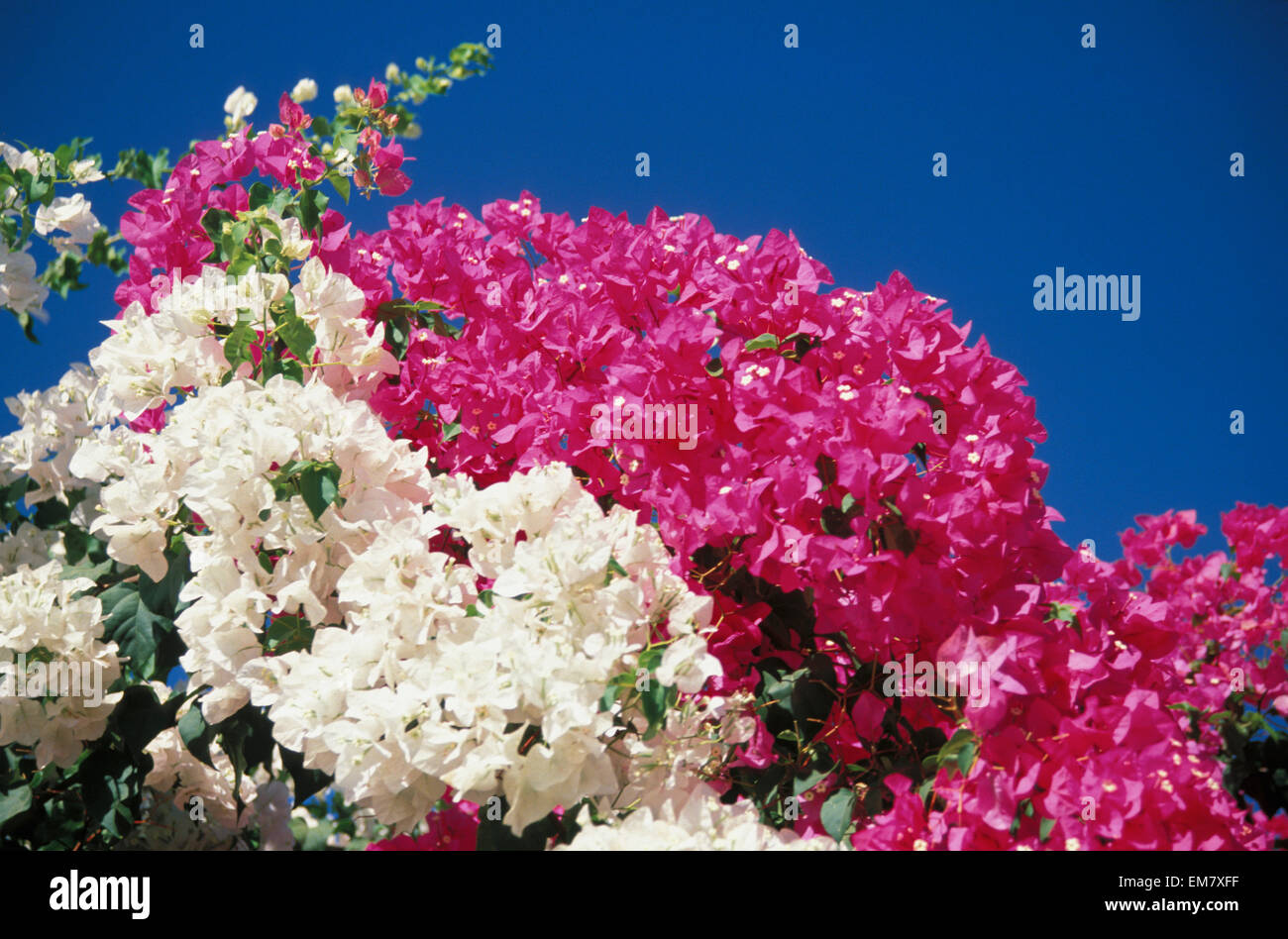 Australia, Pink And White Bougainvillea, CloseUp Stock Photo Alamy