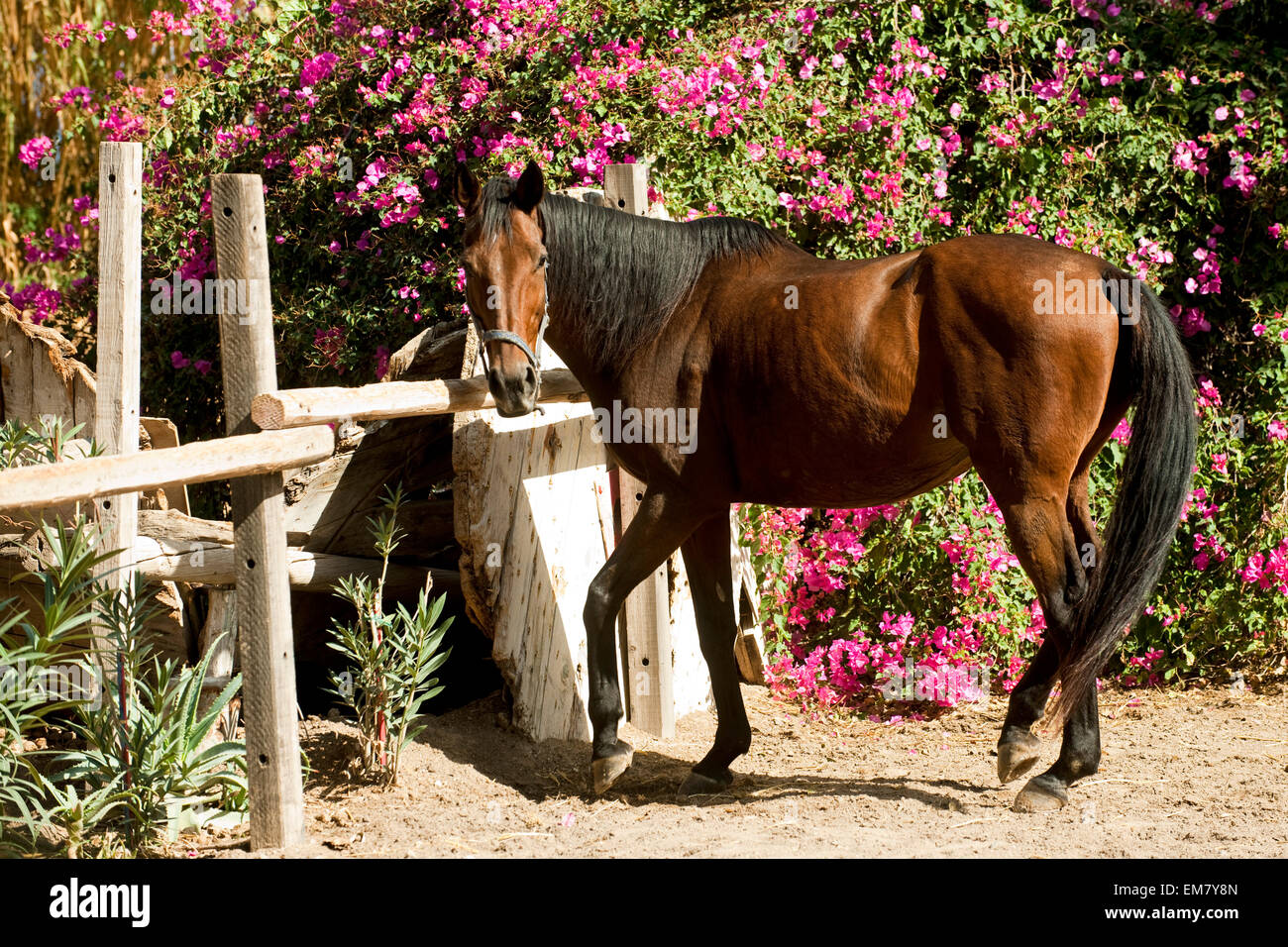 Griechenland, Kykladen, Santorini, Exo Gonia, Reitstall Stock Photo
