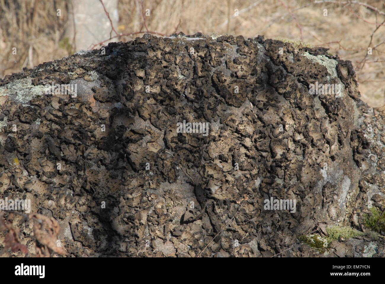 Stone covered in lichen Stock Photo