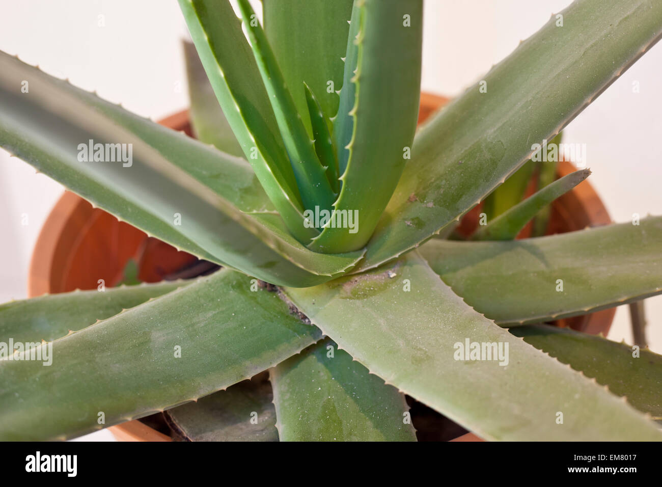 chlorophytum variegatum Chlorophytum comosum 'Variegatum' Reverse Variegated Spider Plant 3.5"   Quartz Botanicals