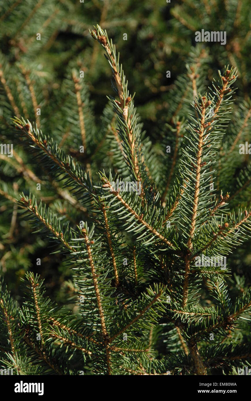 Evergreen spruce, close-up. Stock Photo