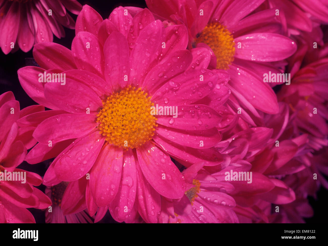 Painted Daisy [Chrysanthemum Coccineum] Stock Photo Alamy