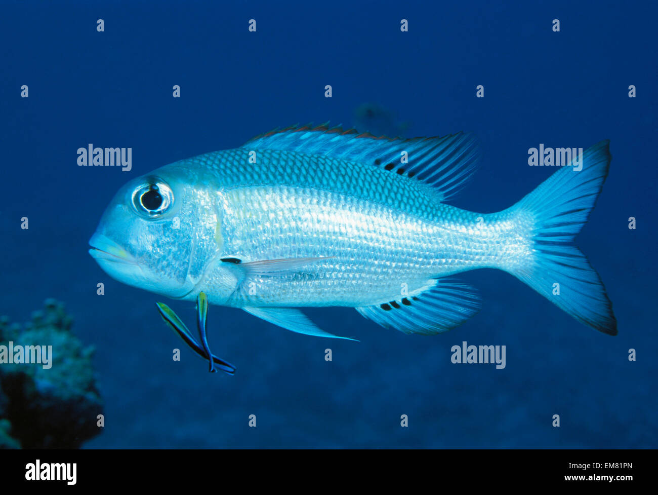 Palau, Bigeye Emperor With Cleaner Wrasse Monotaxis Grandoculus Stock Photo