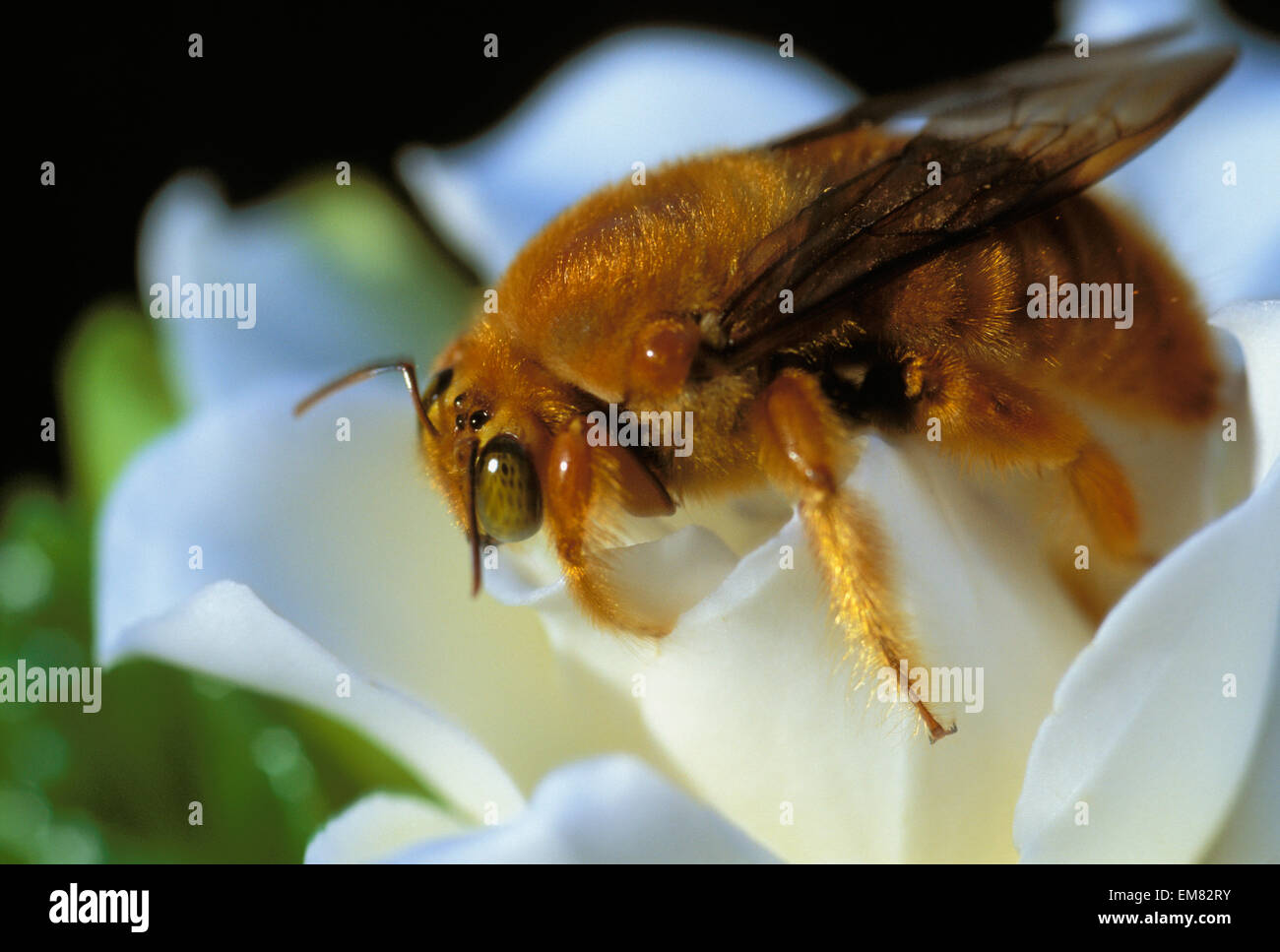 Hawaii, Maui, Haiku, Close-Up Detail Of Golden Bee On White Gardenia Stock Photo