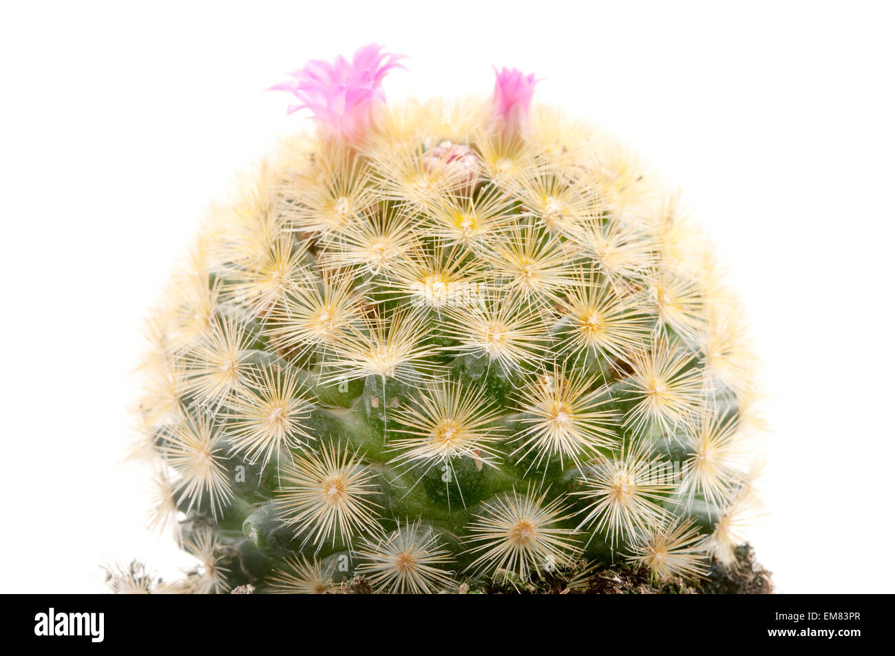 Isla carmen hires stock photography and images Alamy