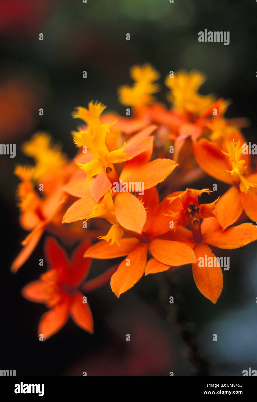Close-Up Single Group Of Orange Epidendrum Orchid, Soft Focus Stock Photo