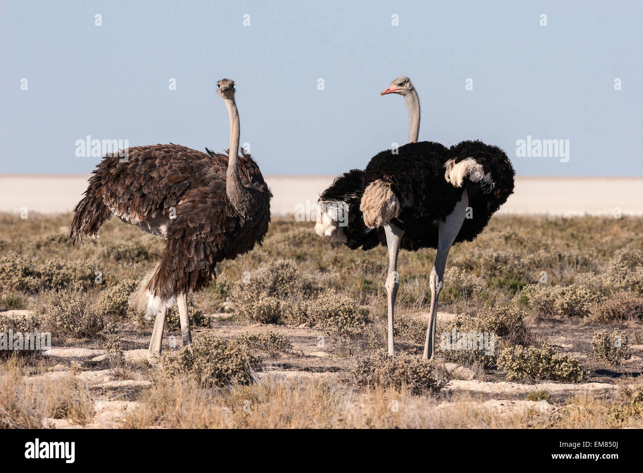 Ostriches (Struthio camelus), male and female, courtship, Etosha National Park, Namibia Stock Photo
