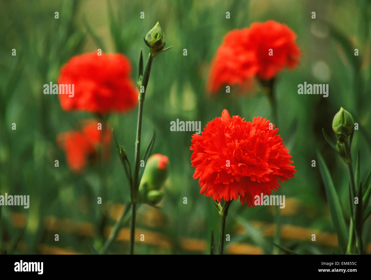Close-Up Of Red Carnations Growing In A Field, Blurry Background Stock Photo