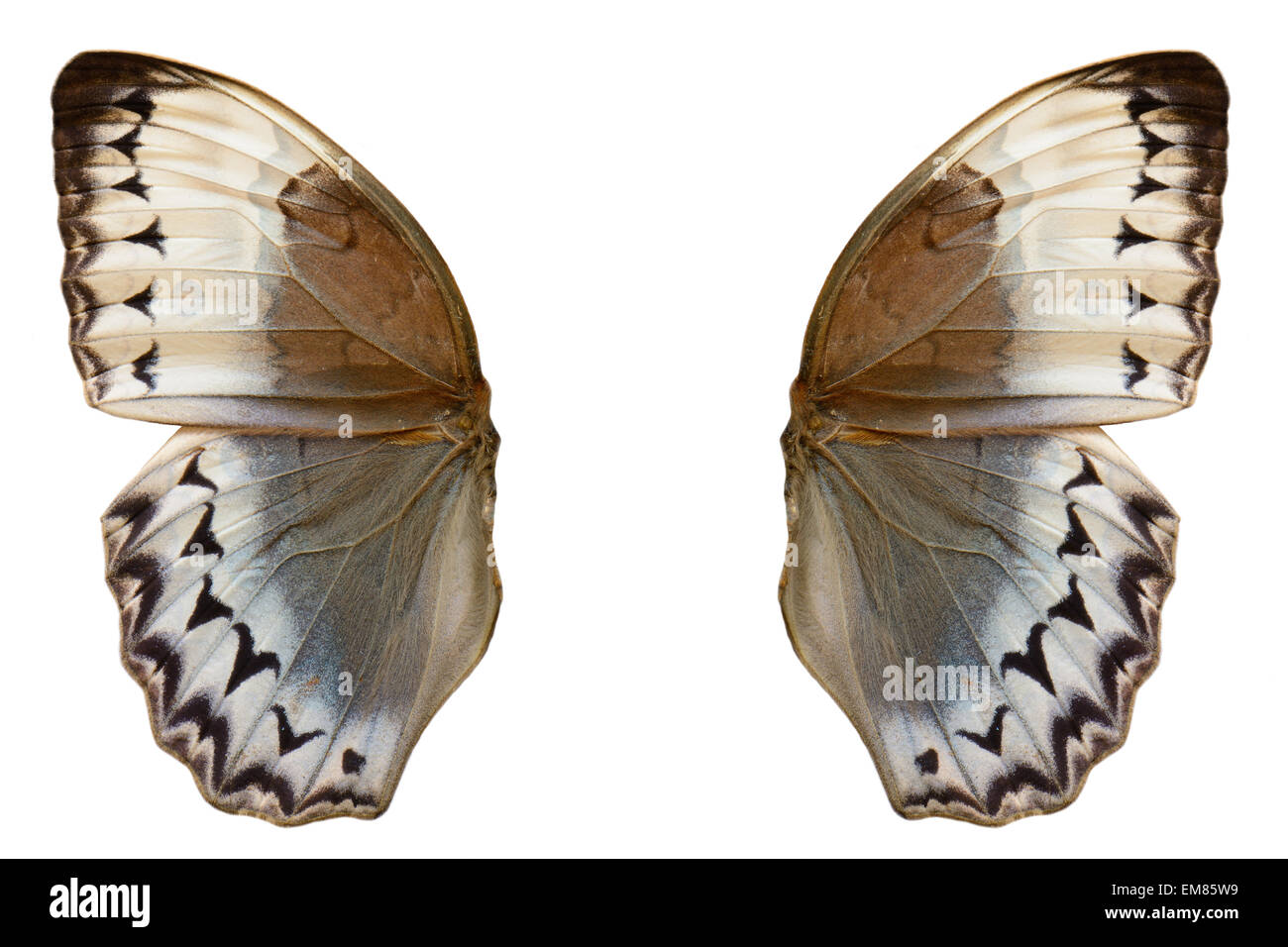 Beautiful wing detail of Cambodian Junglequeen Butterfly (Stichophthalma howqua) Stock Photo