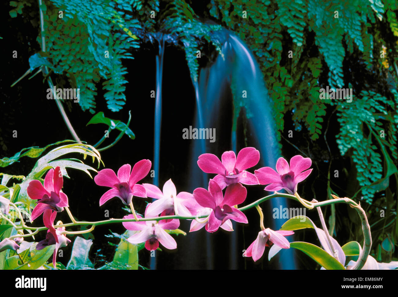 New Jersey, Linwood, Purple Dendrobium Orchid Flowers On Plant In Front