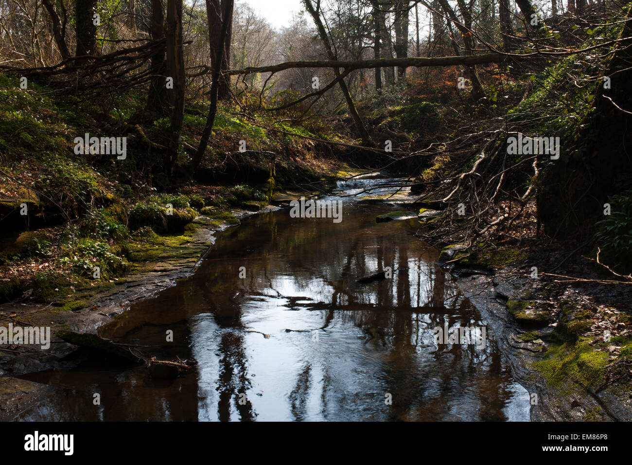 The Pont Burn River and Woods close to Hamsterley Mill in County Durham. Stock Photo