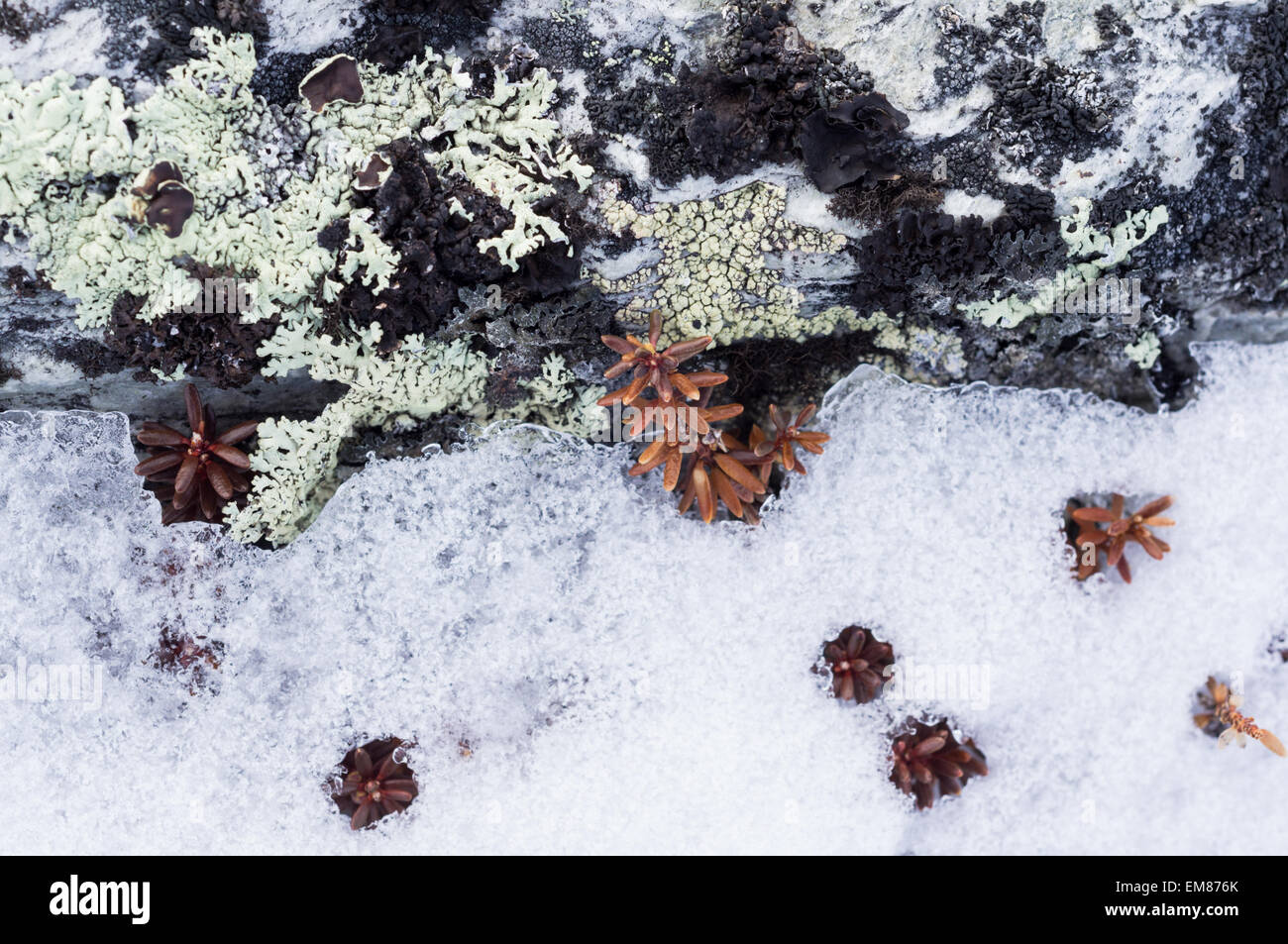 Lichen and Mountain Bilberry Stock Photo