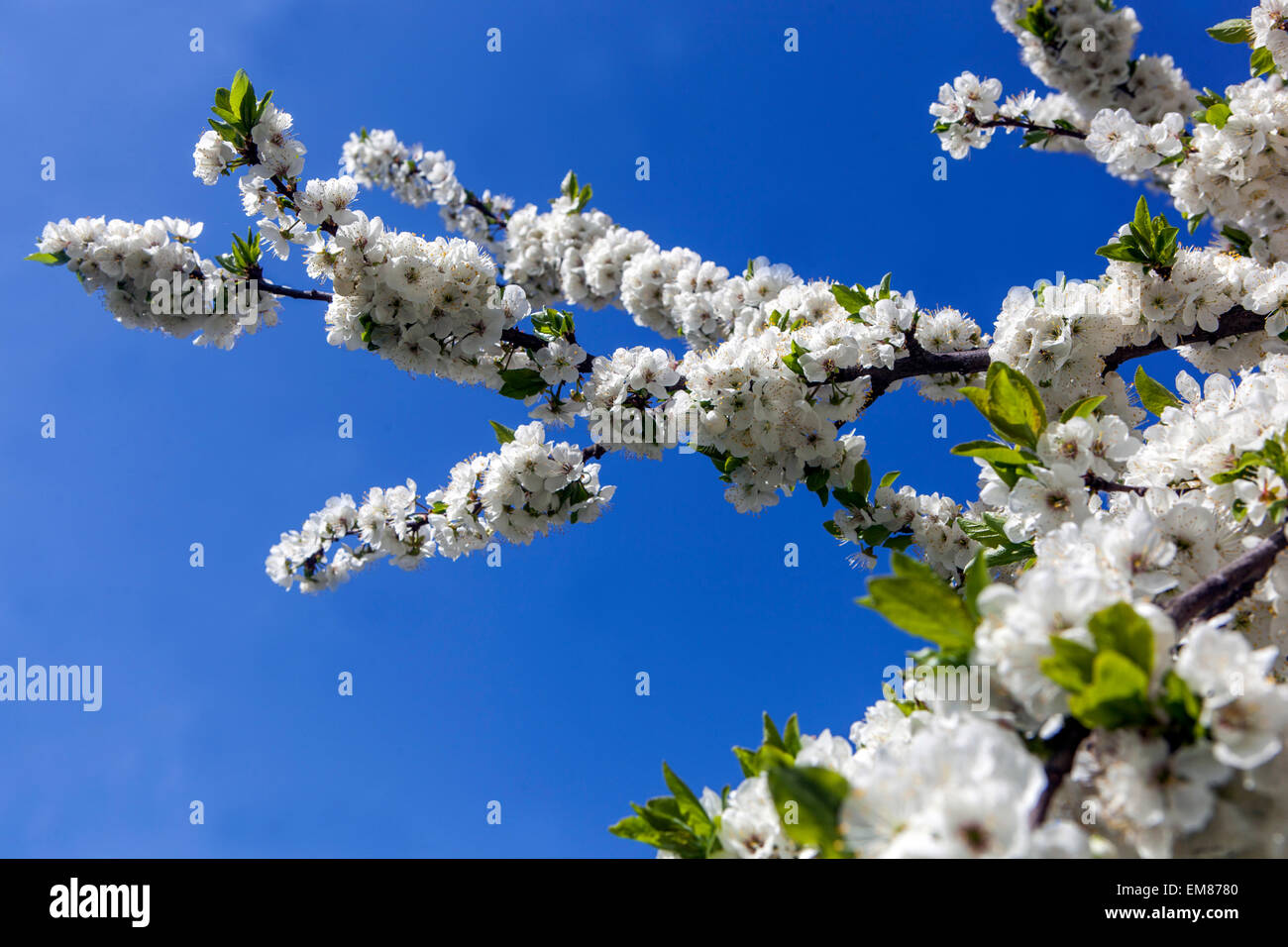 Spring leaves cherry blossoms hi-res stock photography and images - Alamy