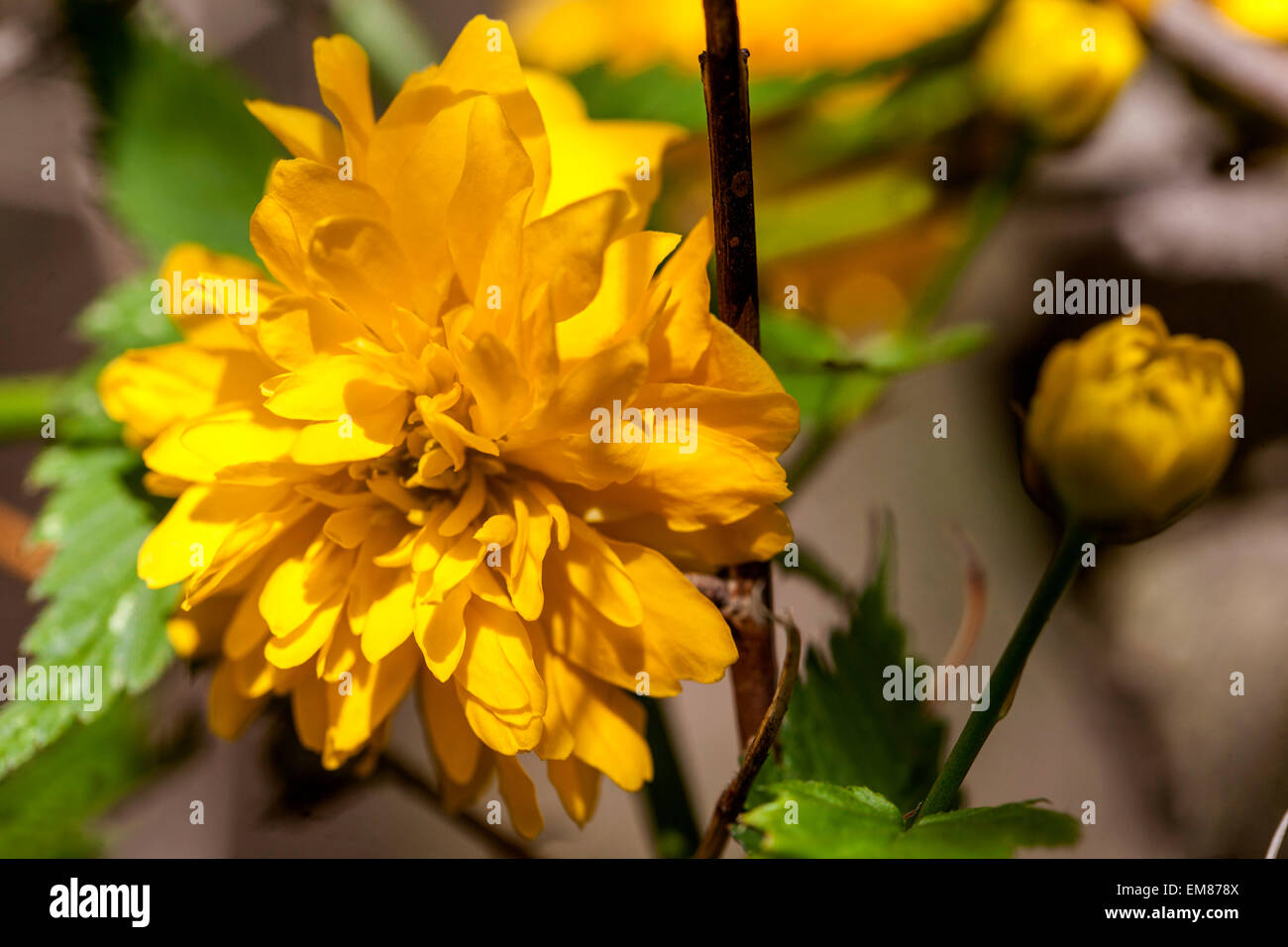 Kerria japonica, branch, spring, flower Stock Photo