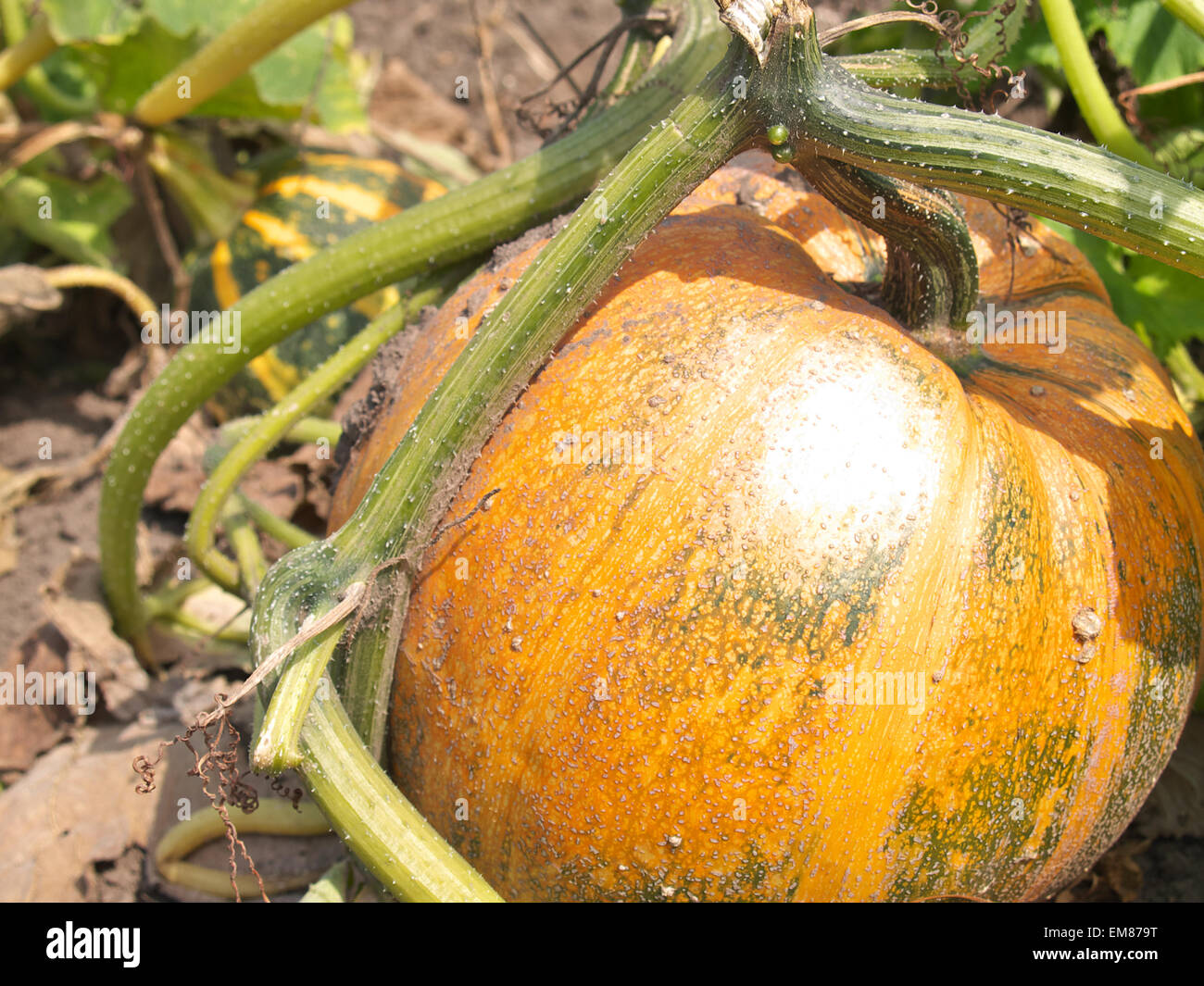 Pumpkin Is Ripe Ripe pumpkin growing in the garden Stock Photo - Alamy