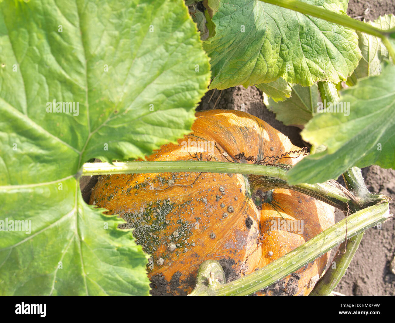 Ripe pumpkin growing in the garden Stock Photo - Alamy
