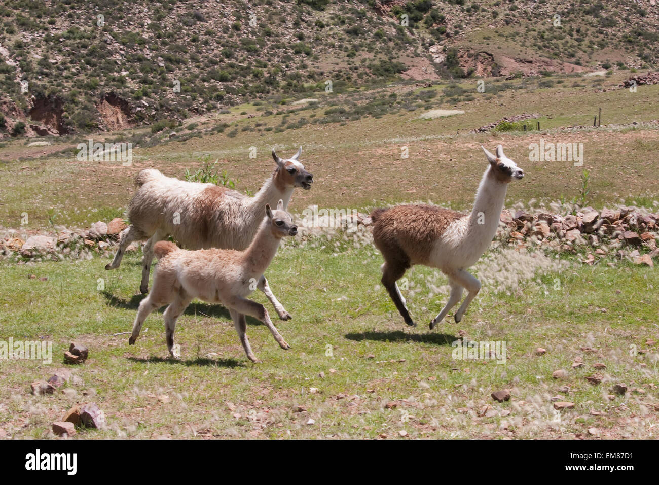 Llamas running in the fields of the Jatun Yampara Indigenous Community, Chuquisaca Department, Bolivia Stock Photo