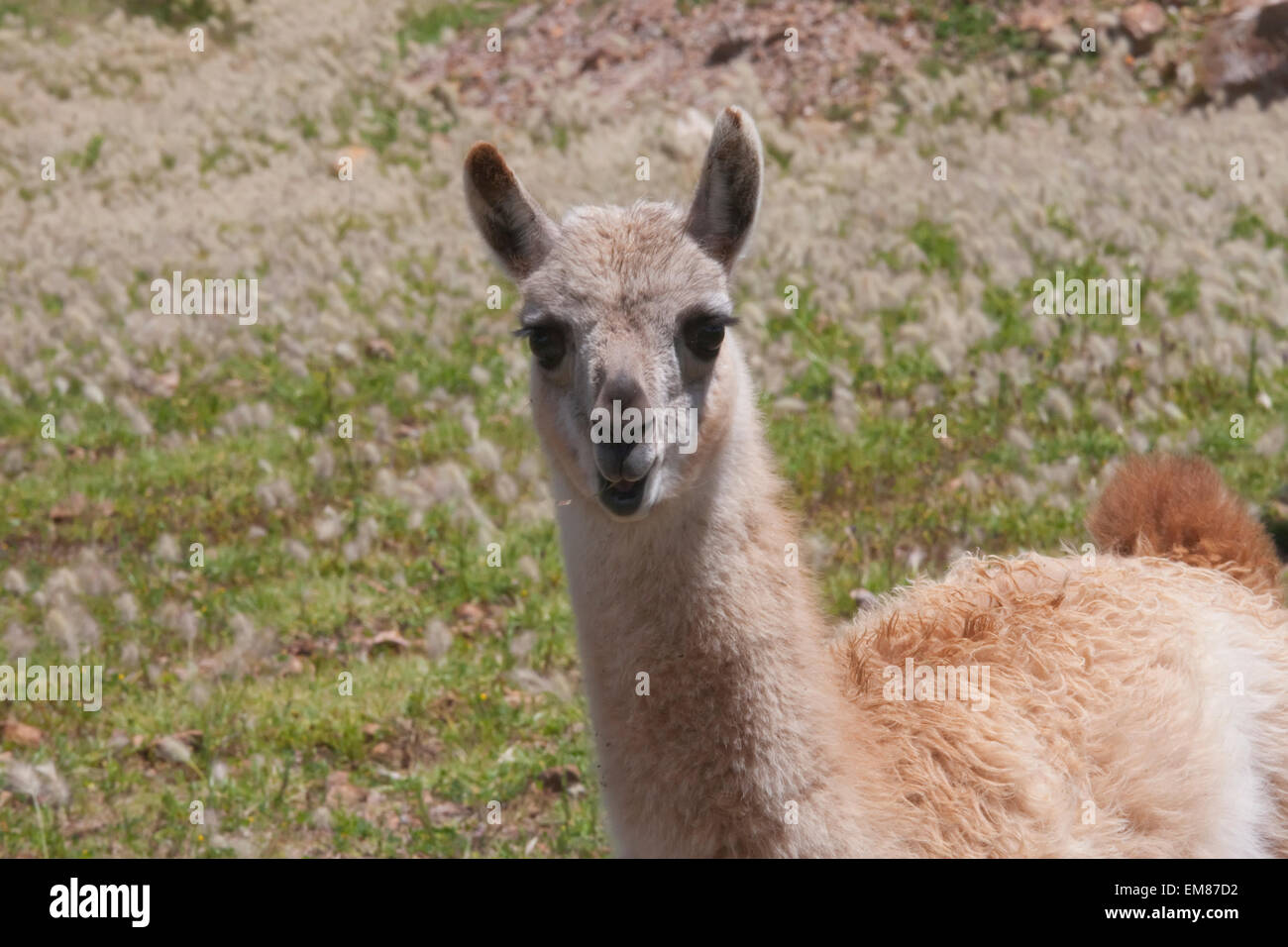 Baby Llama In The Fields Of The Jatun Yampara Indigenous Community, Chuquisaca Department, Bolivia Stock Photo