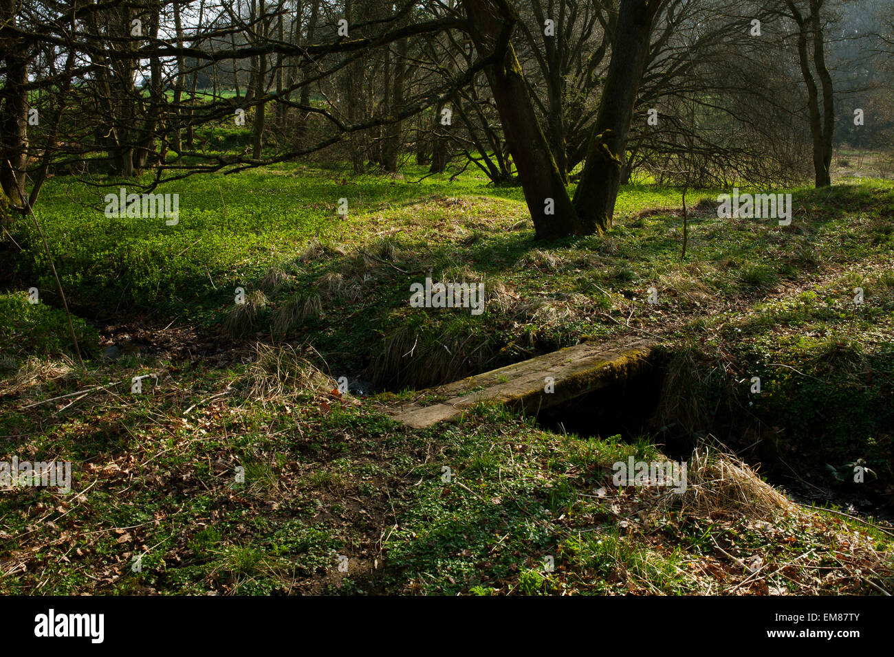 A footpath running through open woodland on a sunny spring morning. Stock Photo