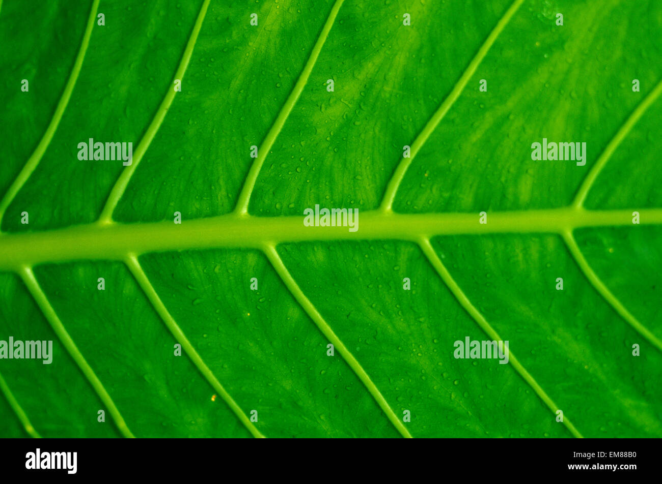 Elephant Rib High Resolution Stock Photography and Images - Alamy