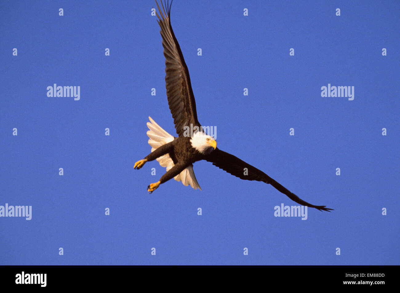 Alaska, Bald Eagle (Haliaeetus Leucocephalus) In Flight Stock Photo - Alamy