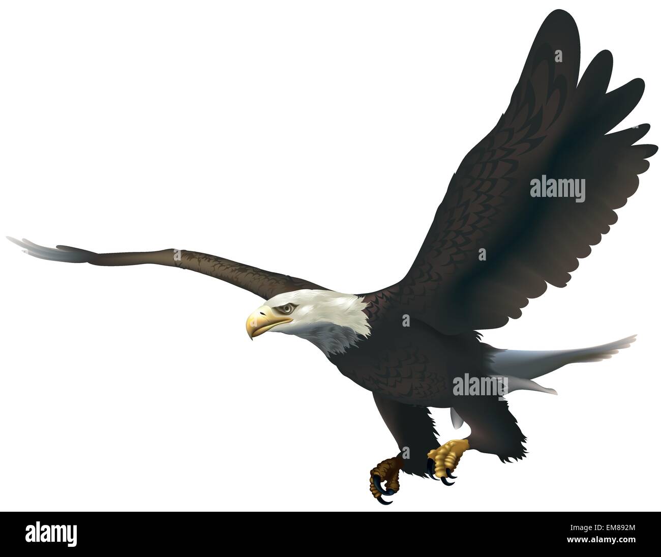 Bald Eagle Stock Vector