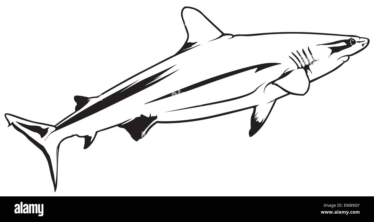 Shark drawing outline hi-res stock photography and images - Alamy