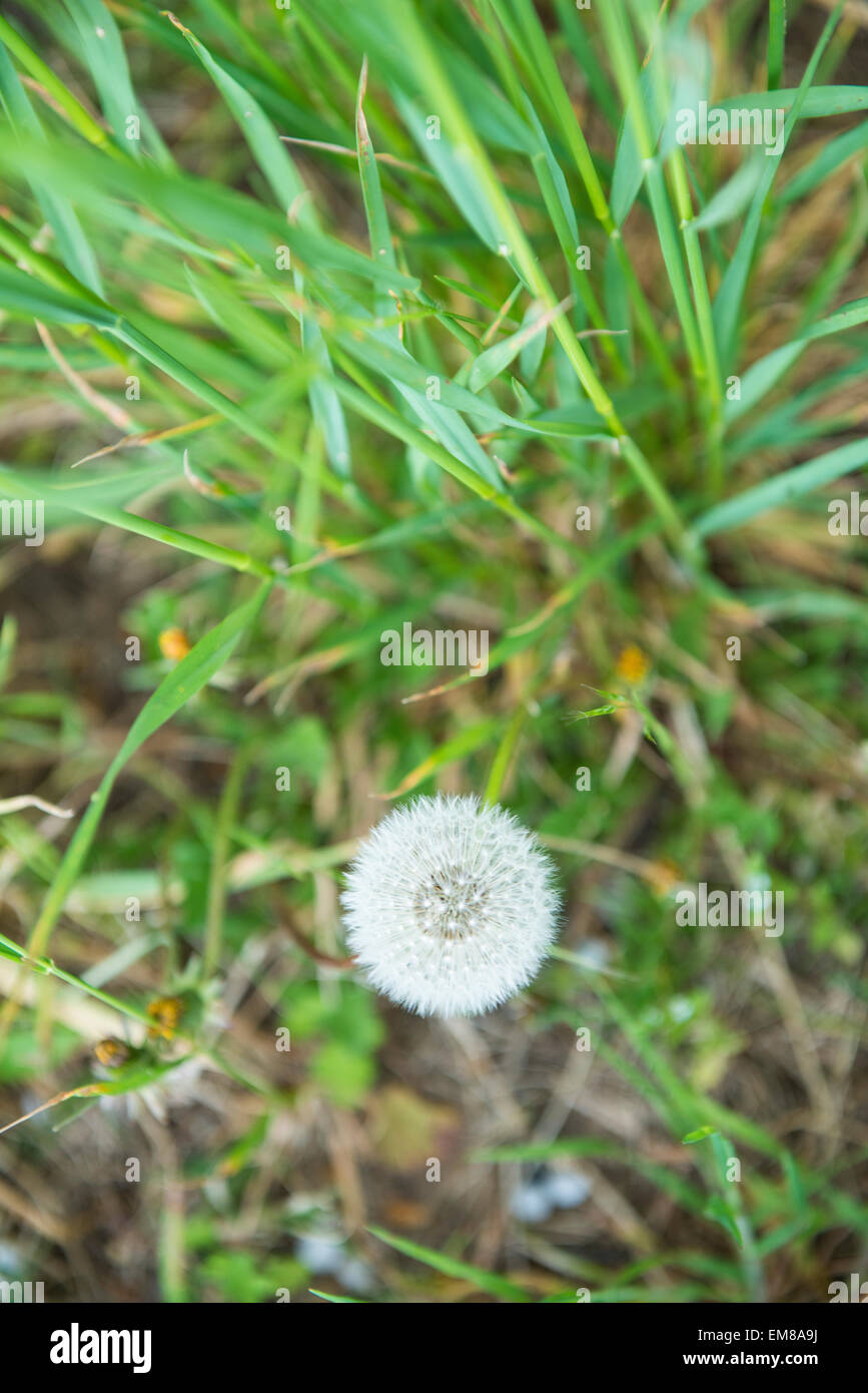 Dandelion (Taraxacum officinale) on the field Stock Photo