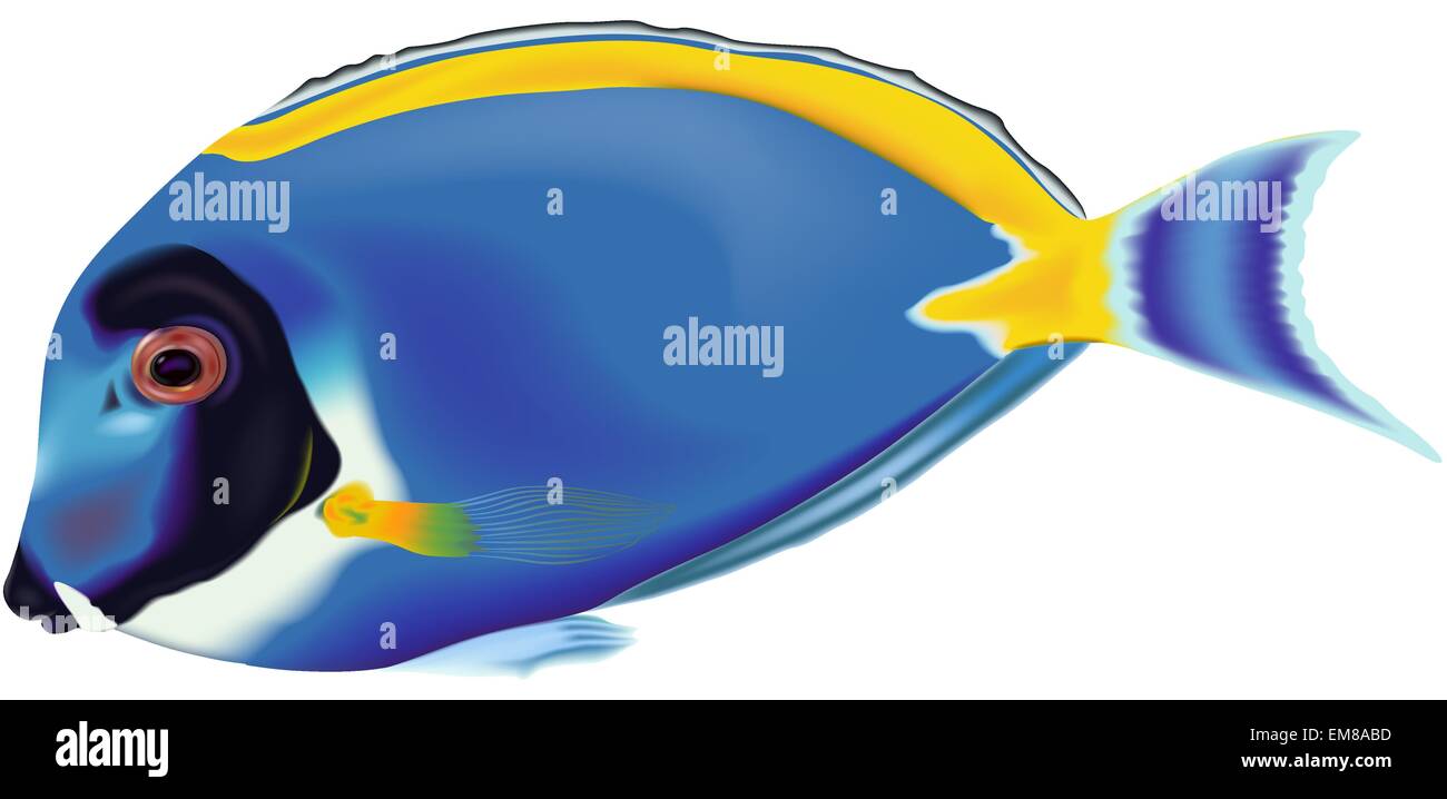 Powder blue tang fish hires stock photography and images Alamy