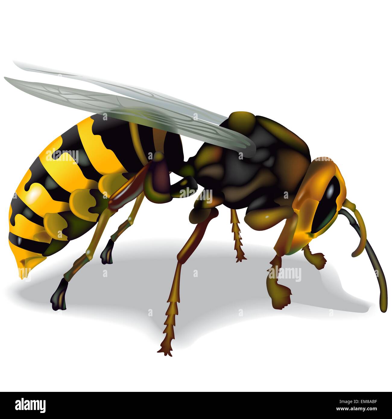 Common Wasp Stock Vector