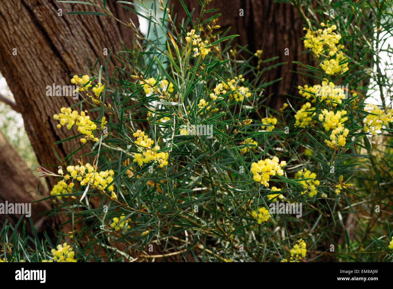 Acacia dealbata (known as silver wattle, blue wattle or mimosa) Adelaide, South Australia, Australia Stock Photo