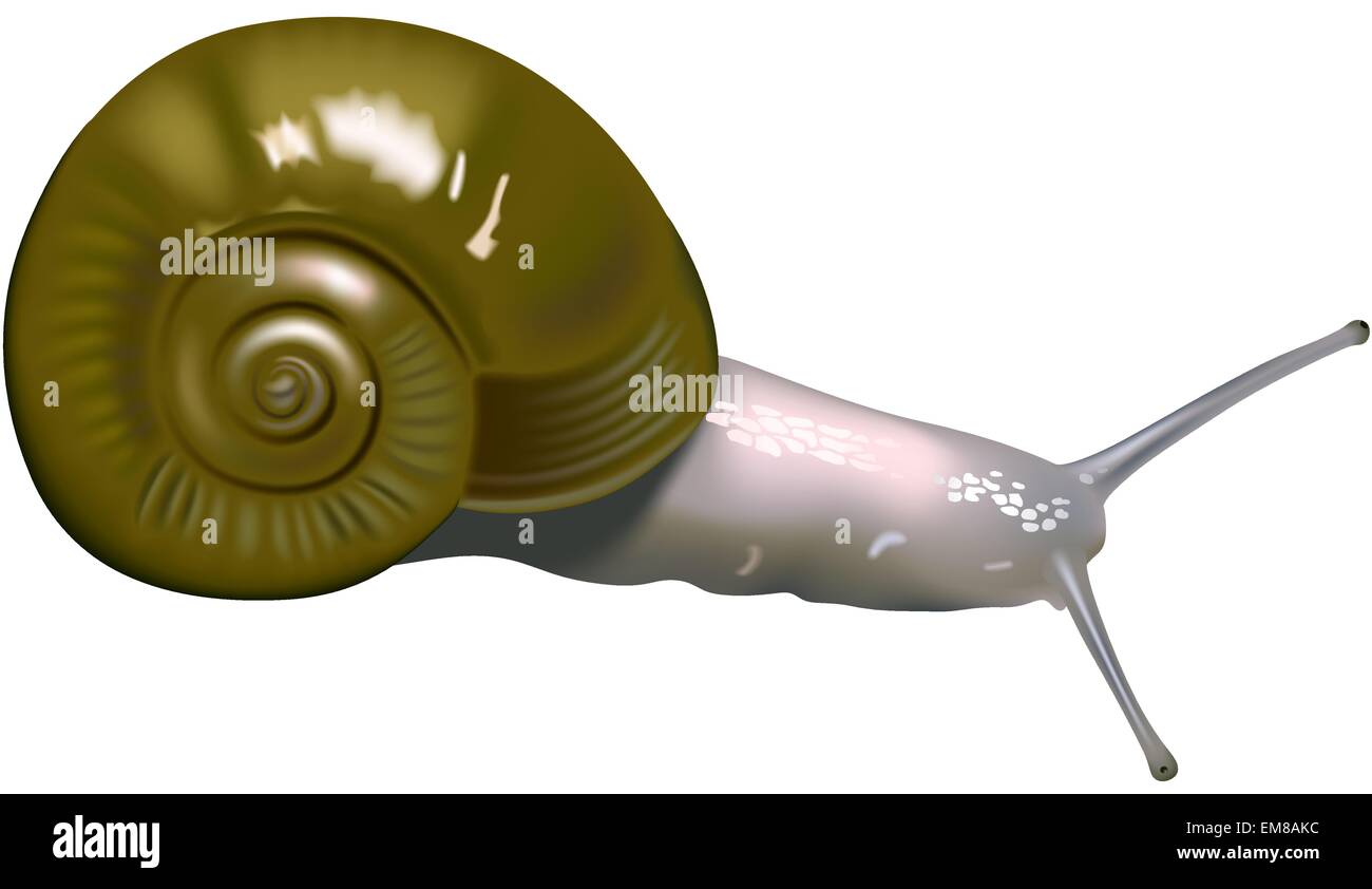 Vector snail hires stock photography and images Alamy