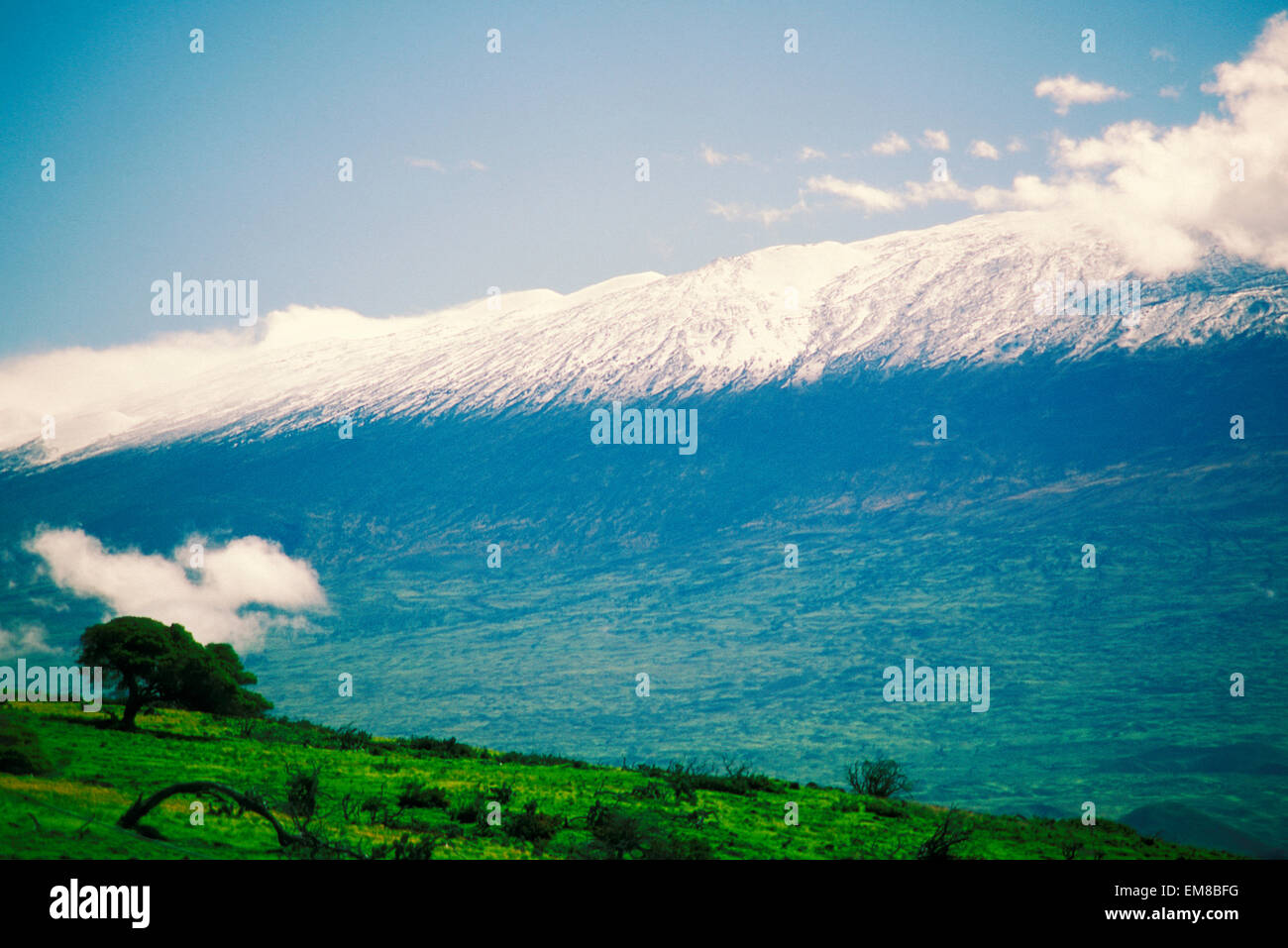 Hawaii, Big Island, Slope Of Mauna Kea From Kohala Mountain Road Stock
